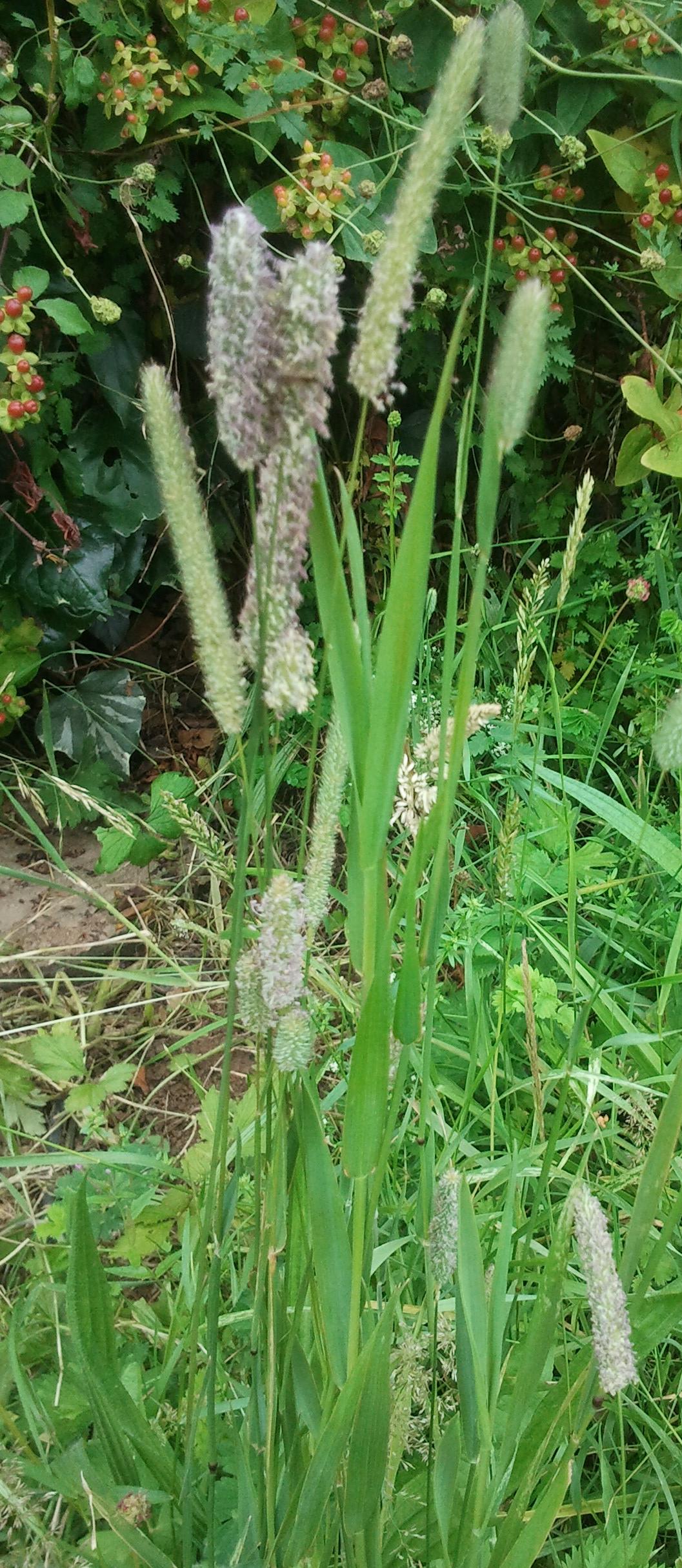 Codolina comune