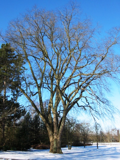 Olmo di montagna