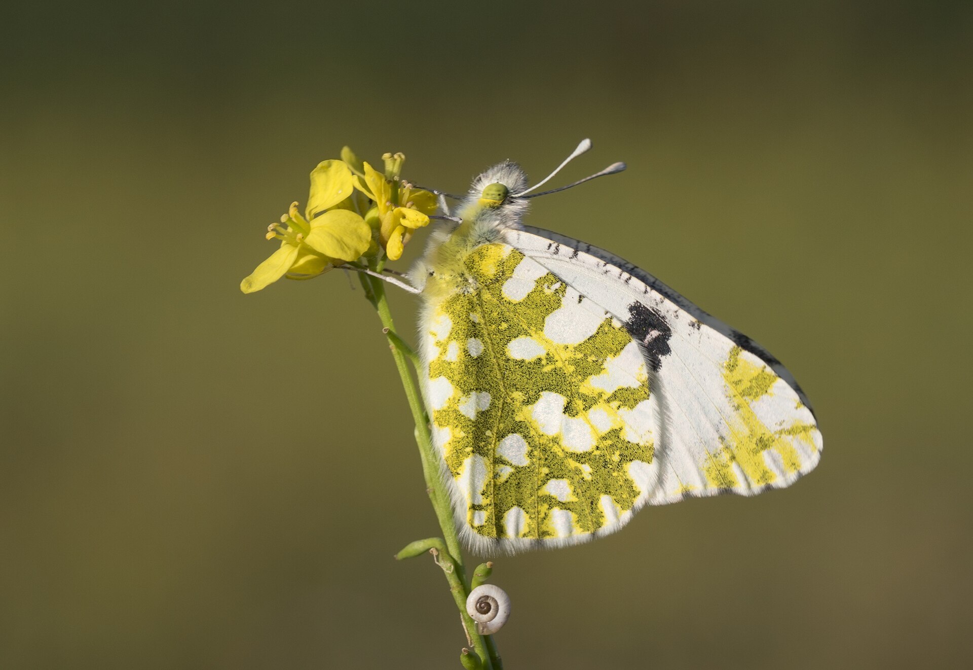 Euchloe ausonia