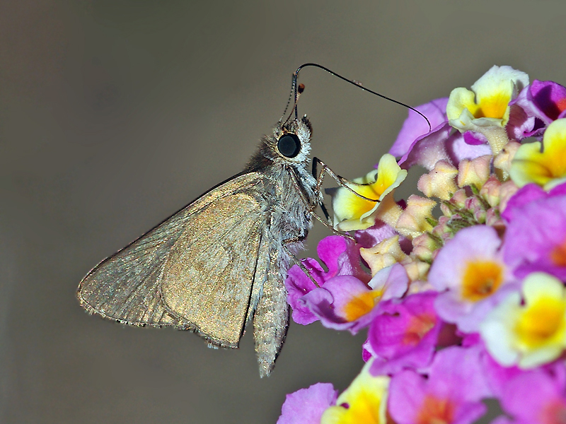 Gegenes pumilio