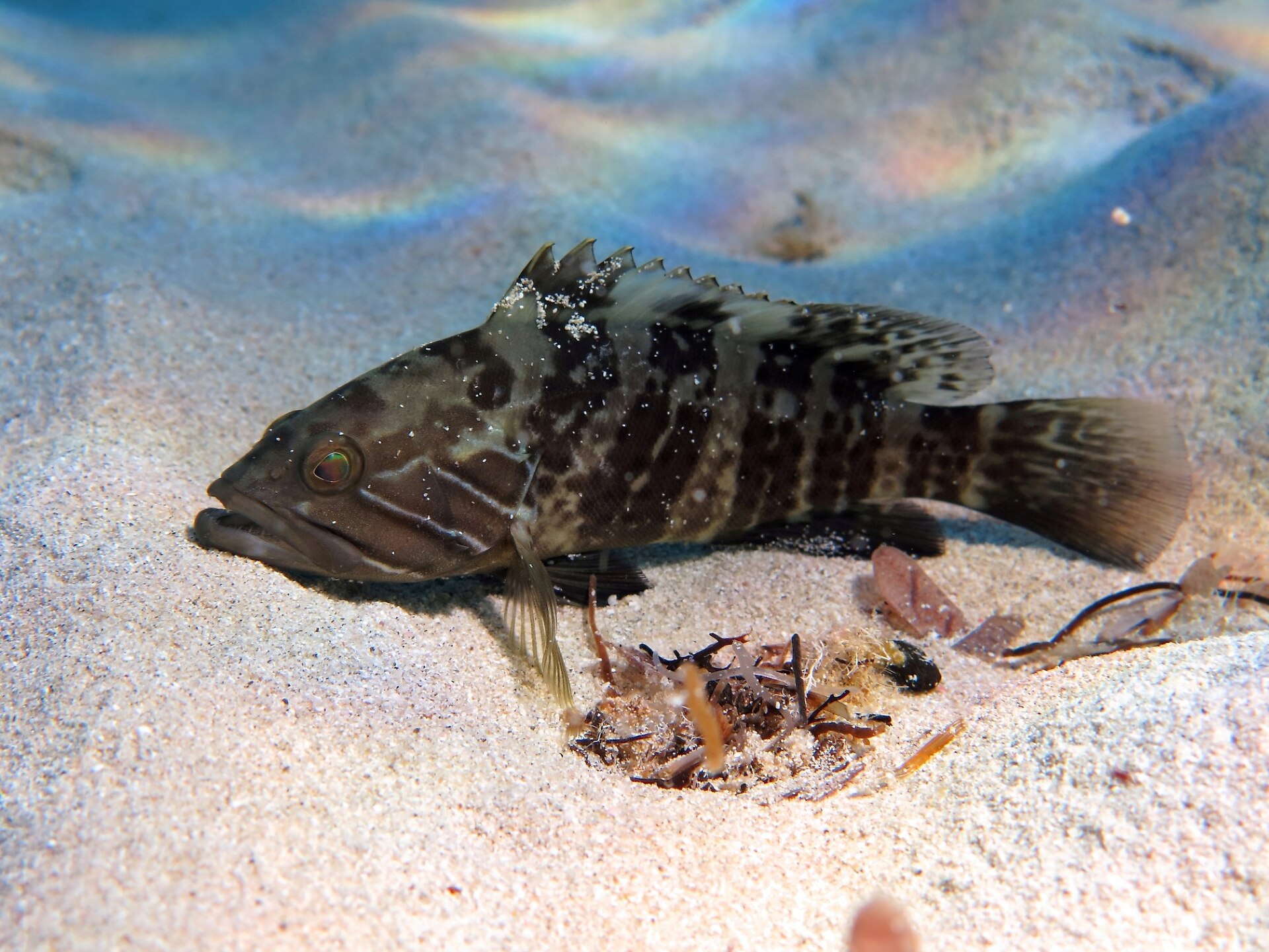 Cernia bianca
