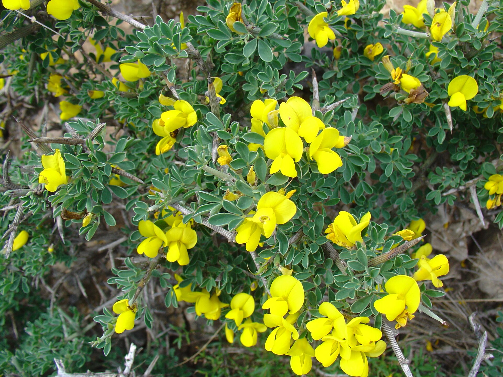 Cytisus infestus