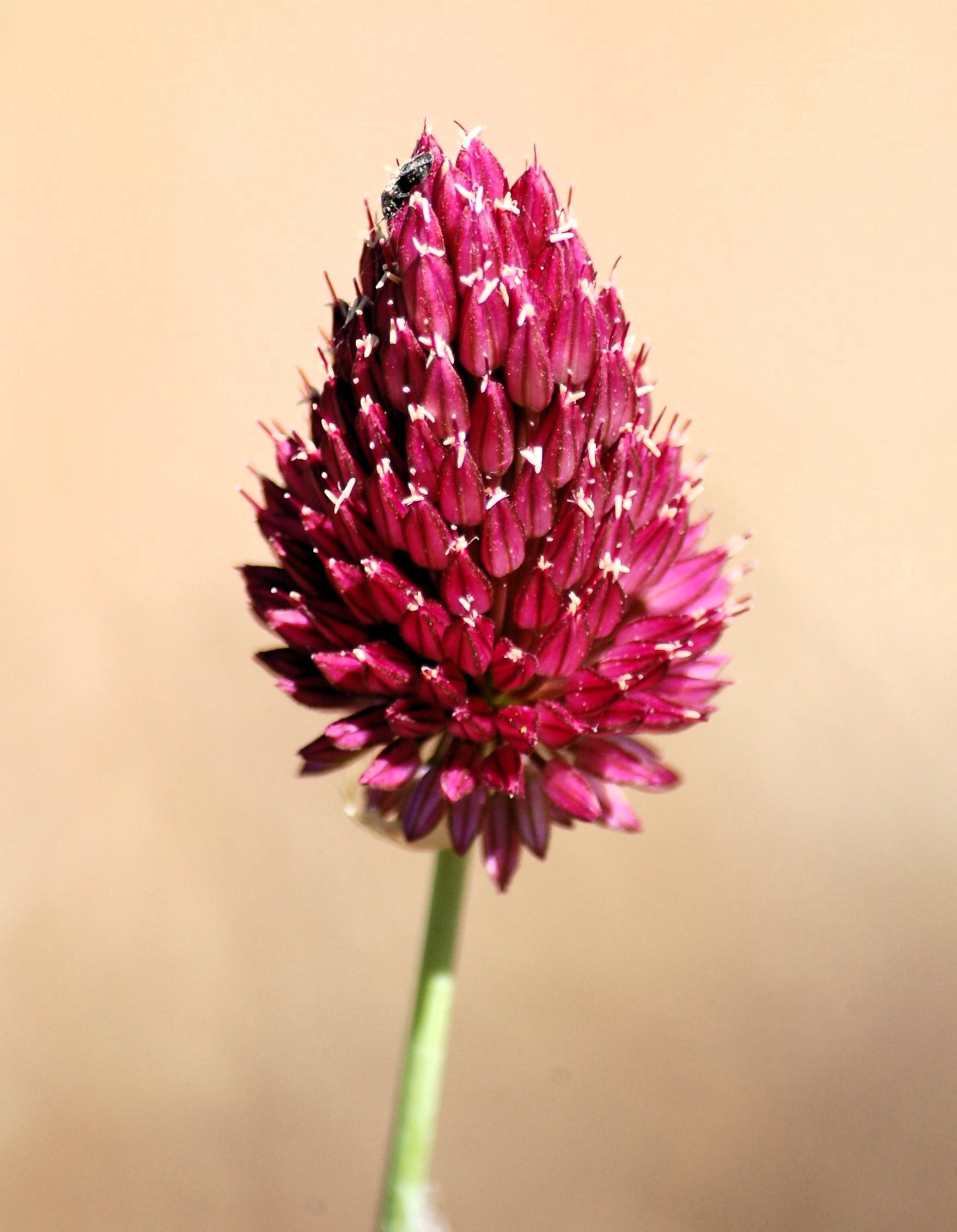 Aglio delle bisce
