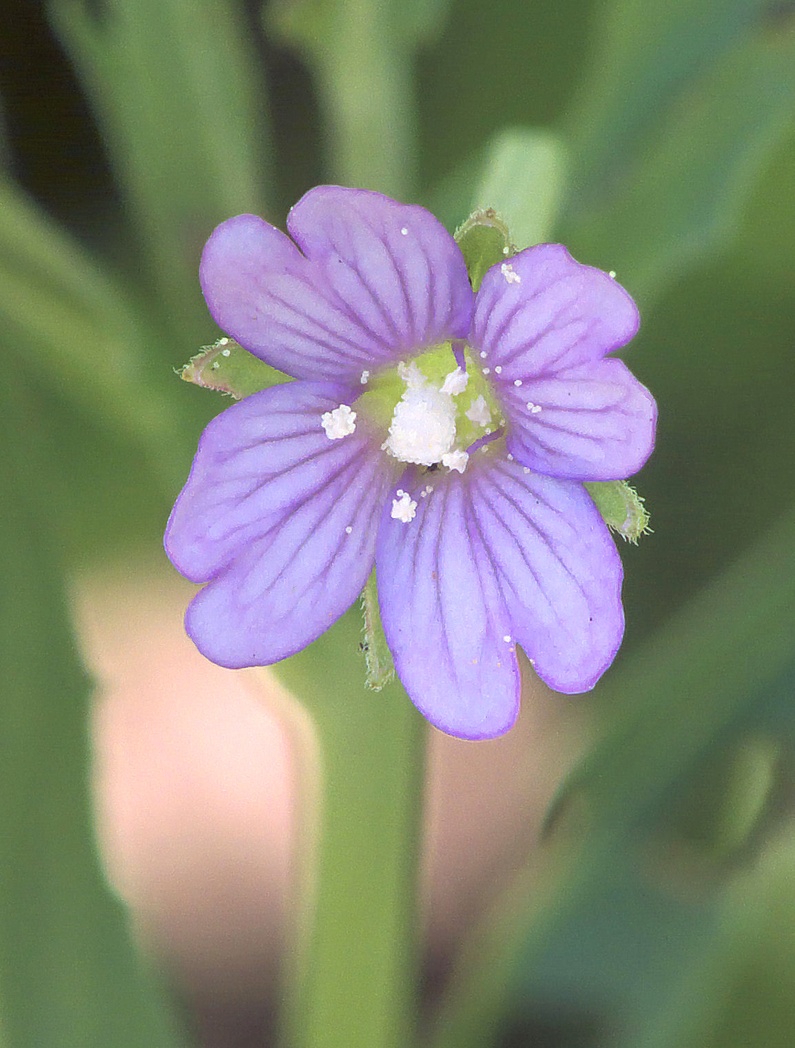 Garofanino quadrelletto