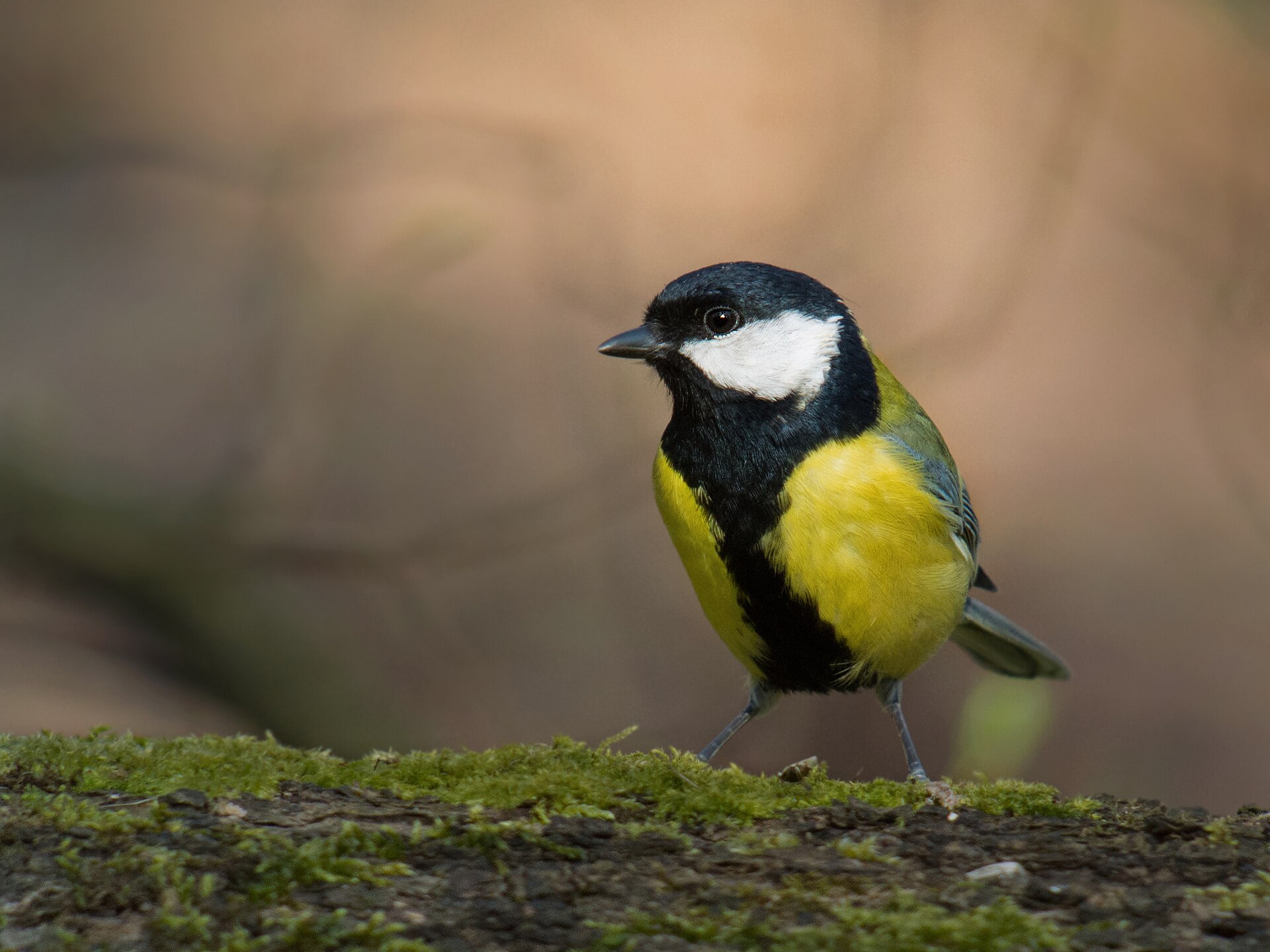 Parus major