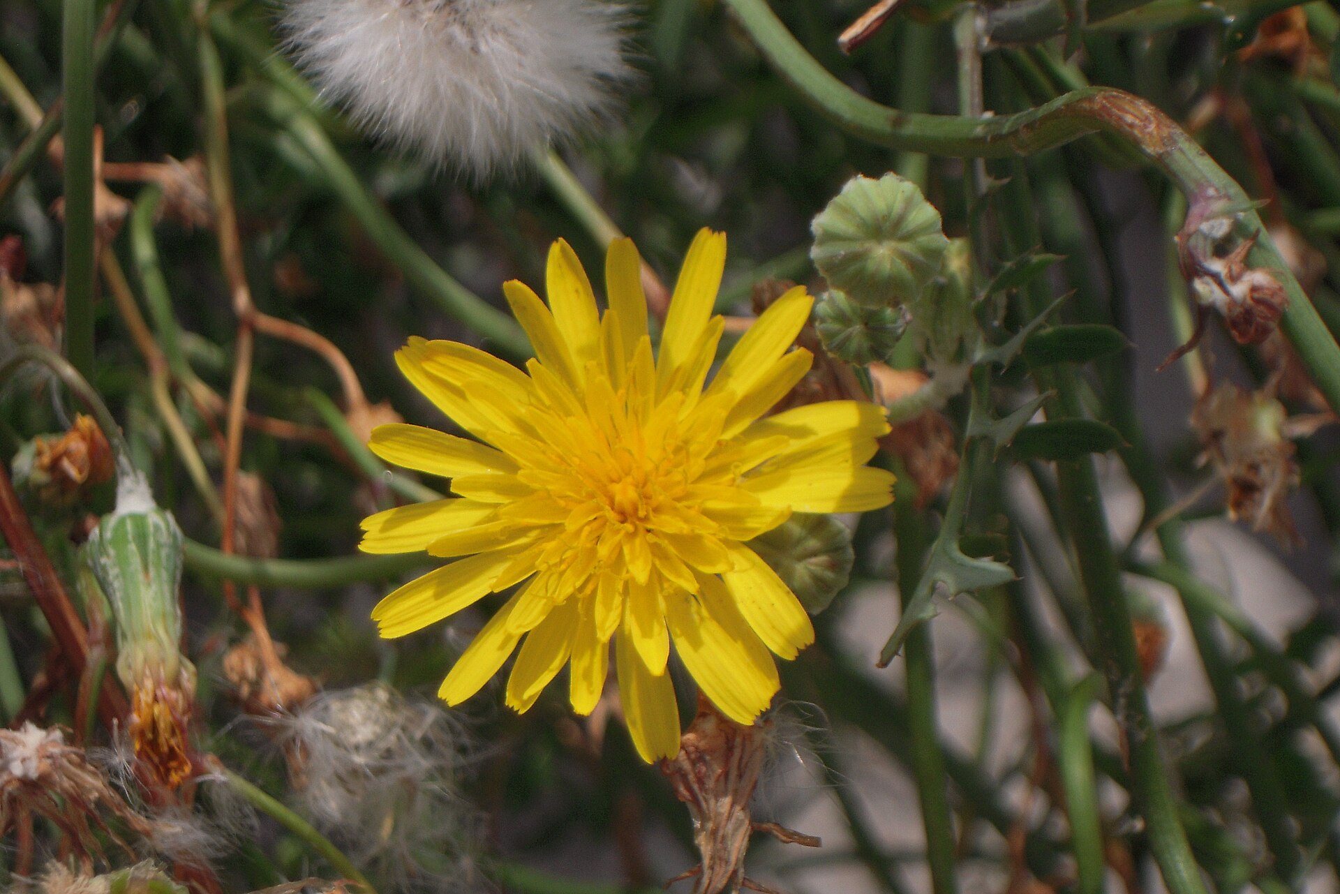 Grespino sfrangiato