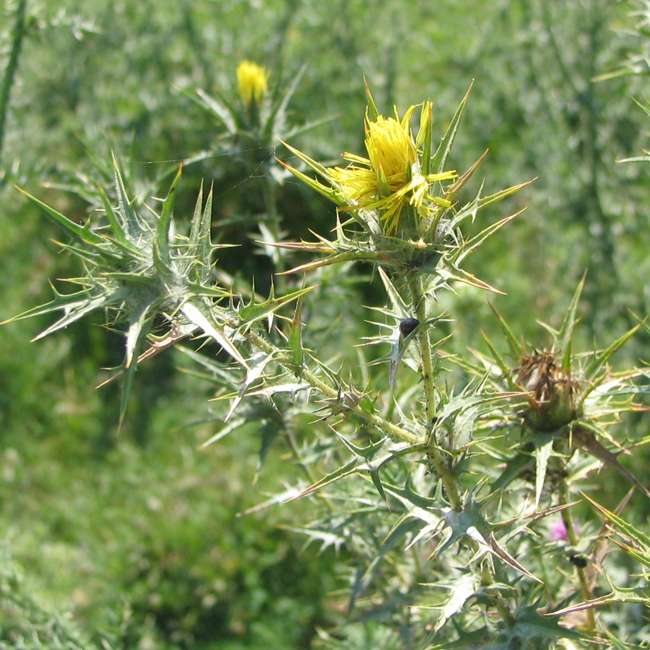 Zafferanone selvatico