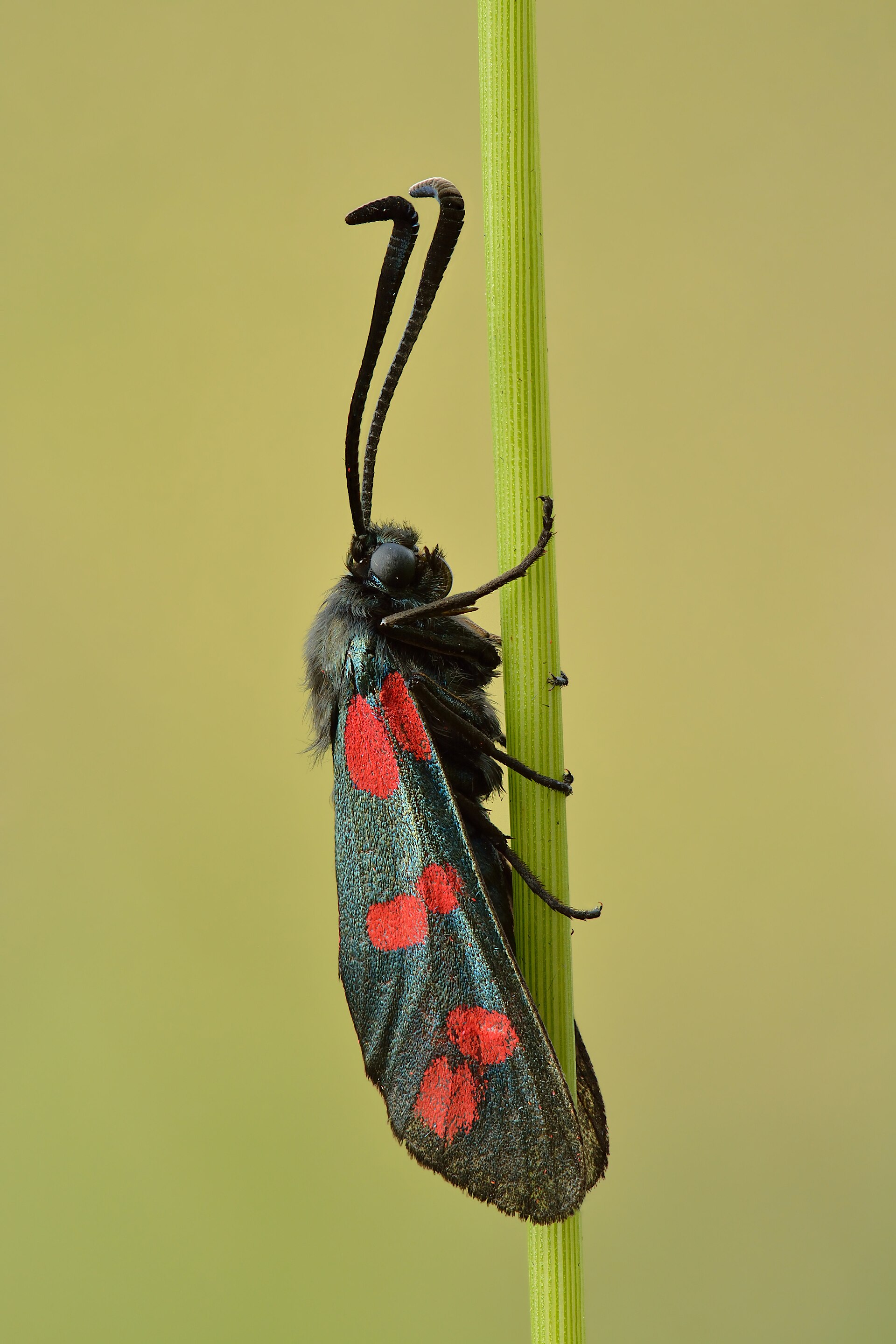 Zigena della filipendula