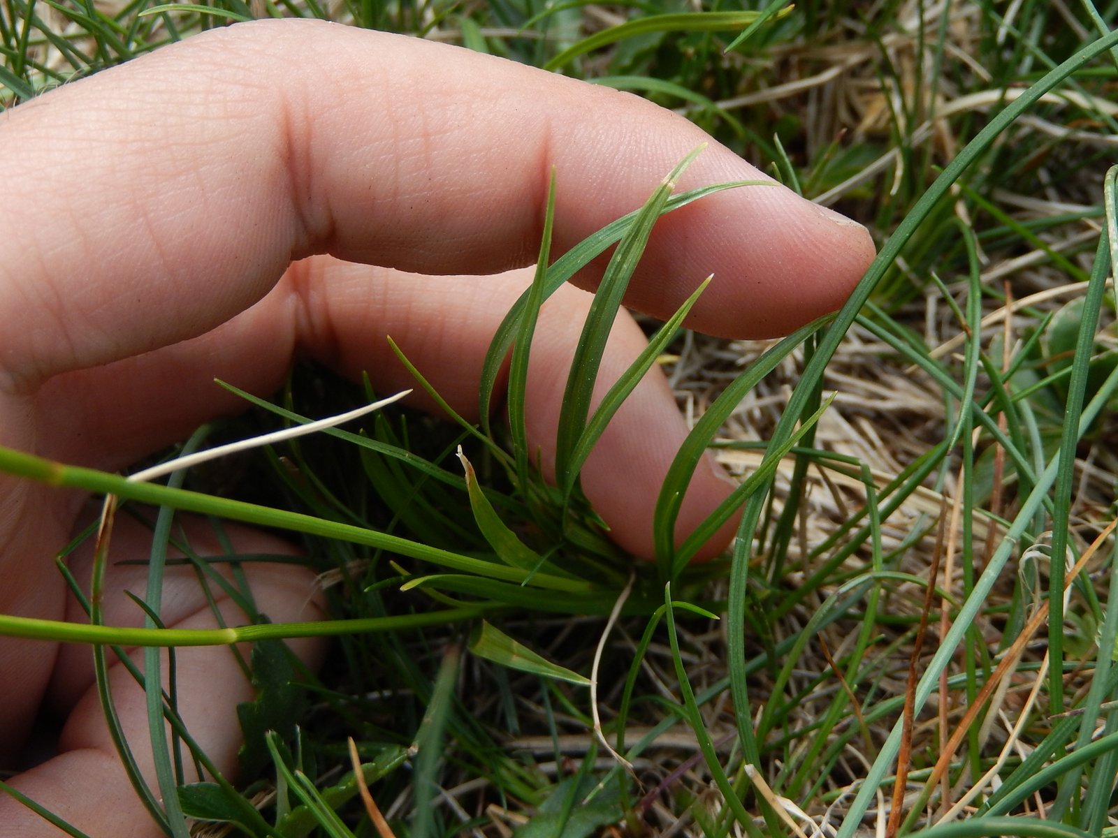 Carex macrolepis