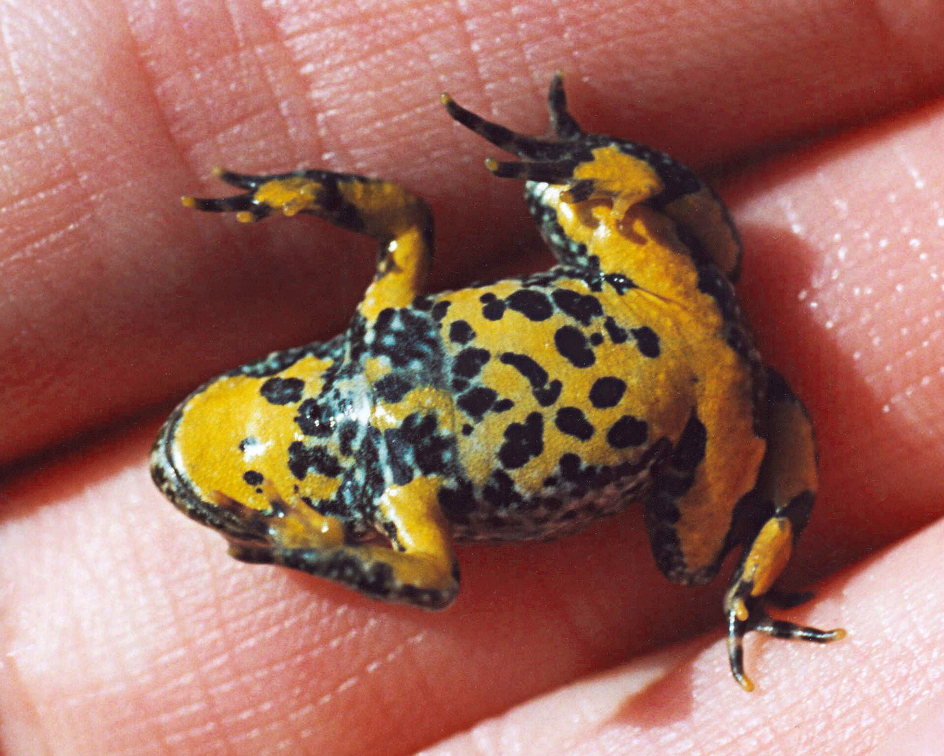 Ululone dal Ventre Giallo