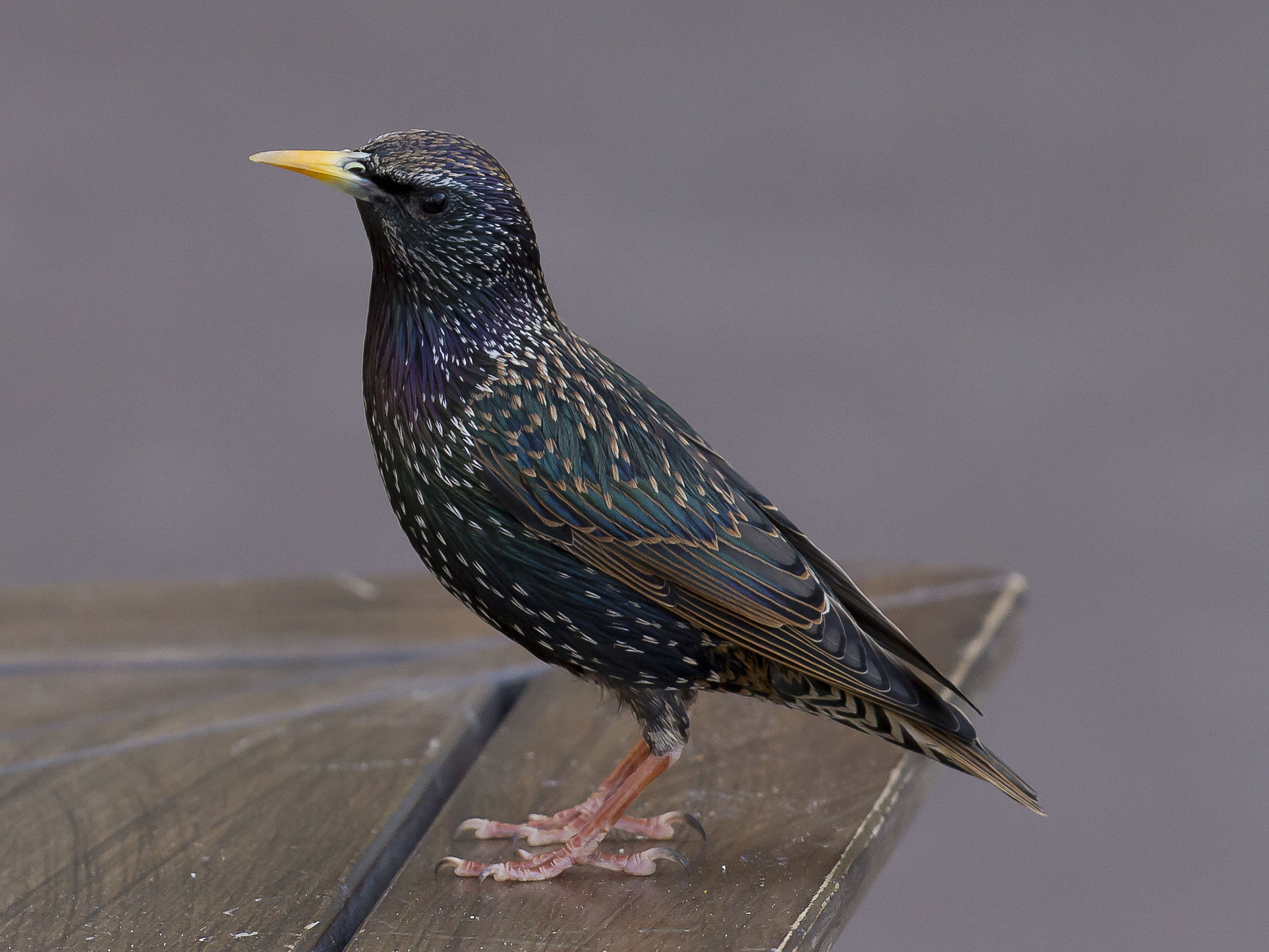 Storno