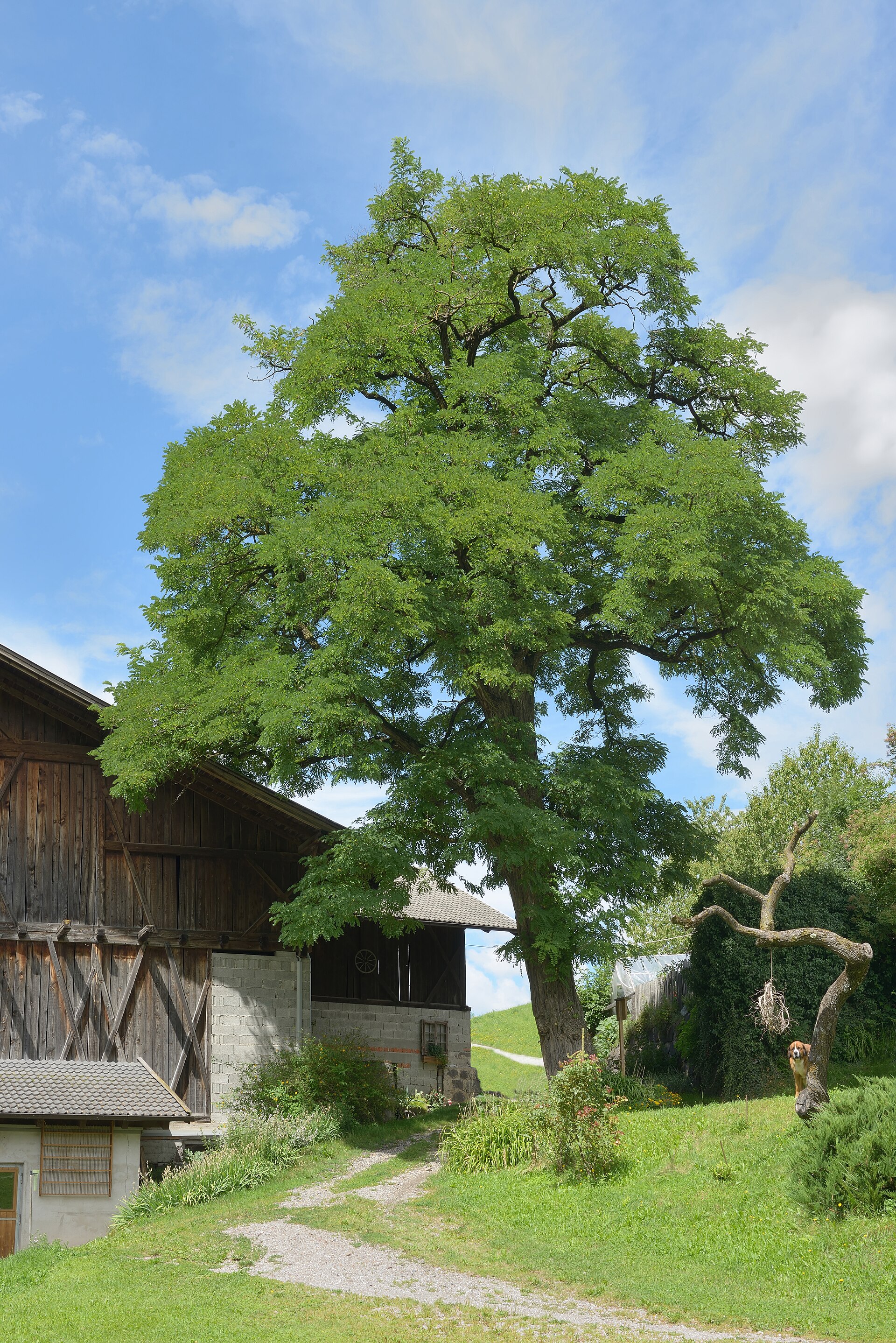 Robinia