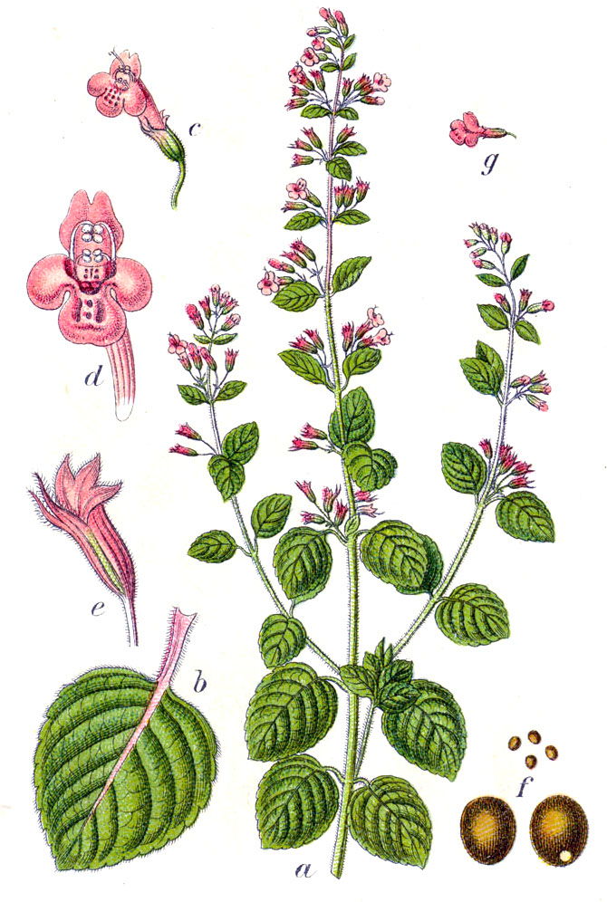 Mentuccia commune