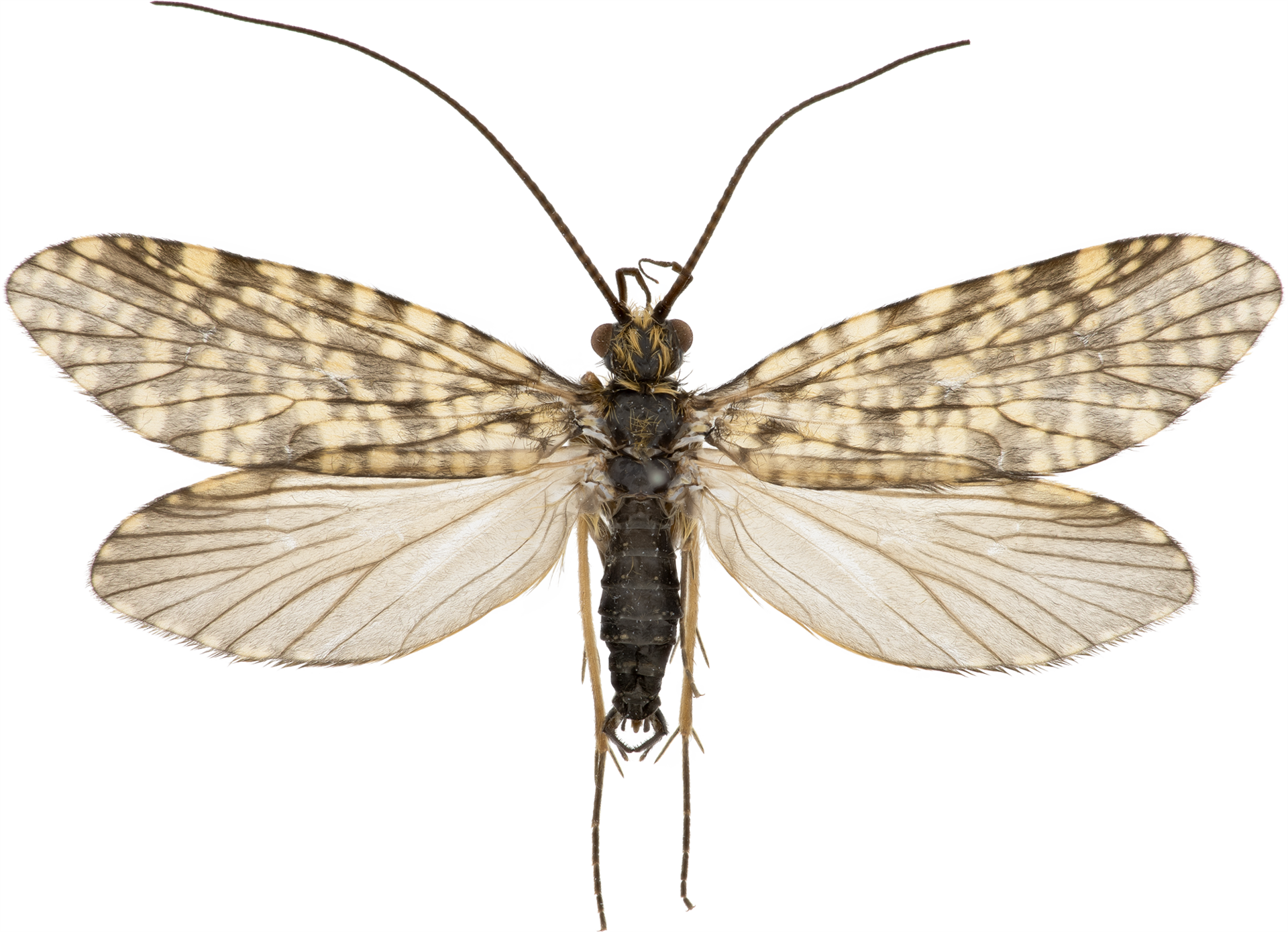 Philopotamus montanus