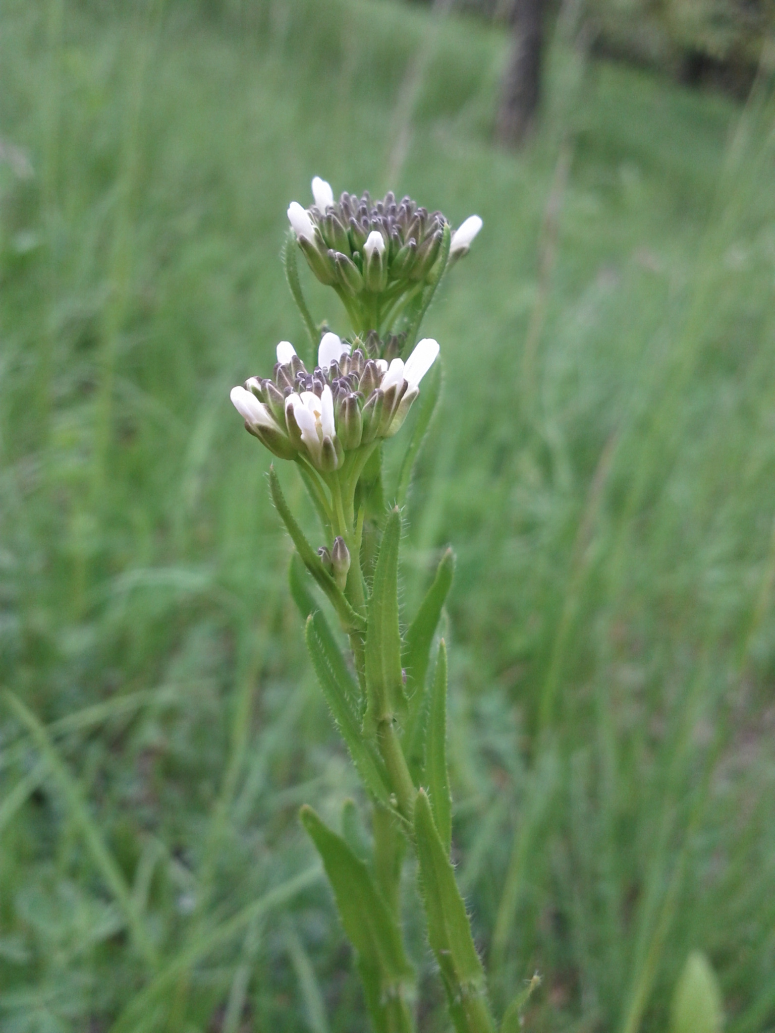 Arabetta saettata