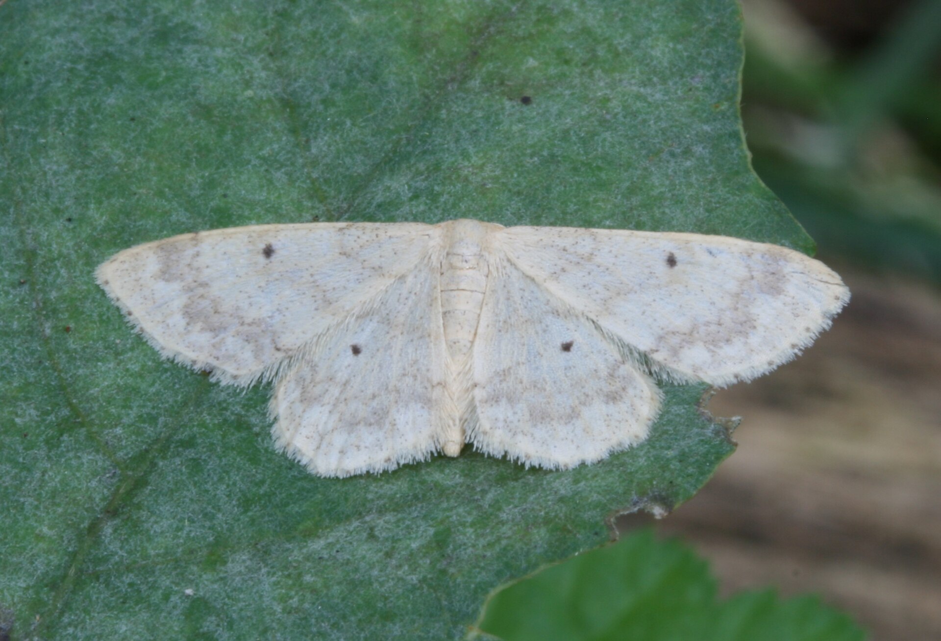 Idaea biselata