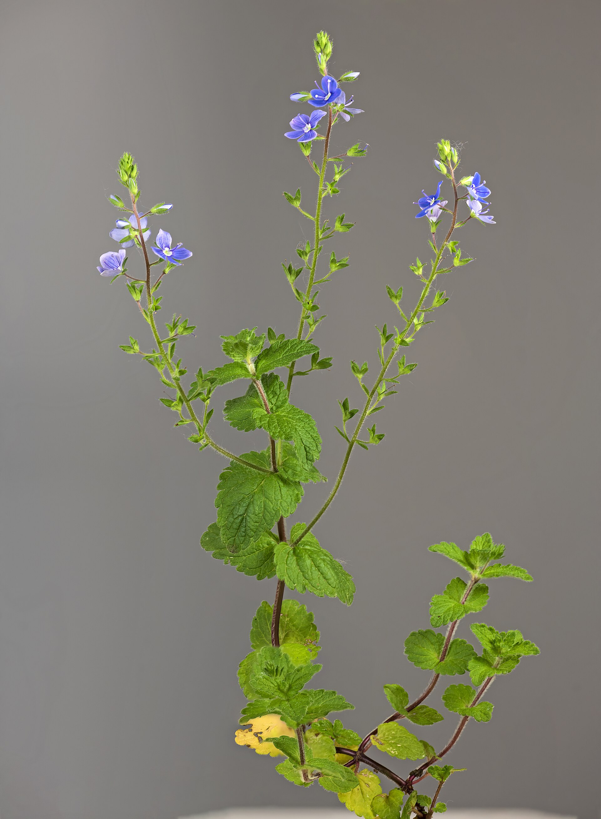 Veronica comune