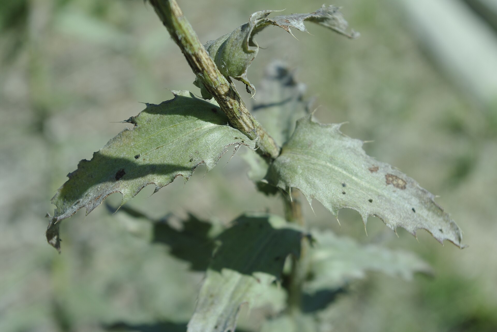 Carduncellus caeruleus