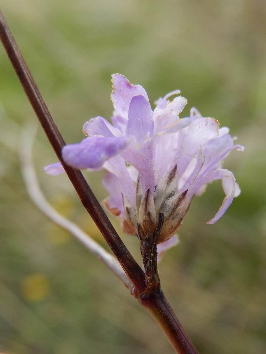 Cephalaria transsylvanica
