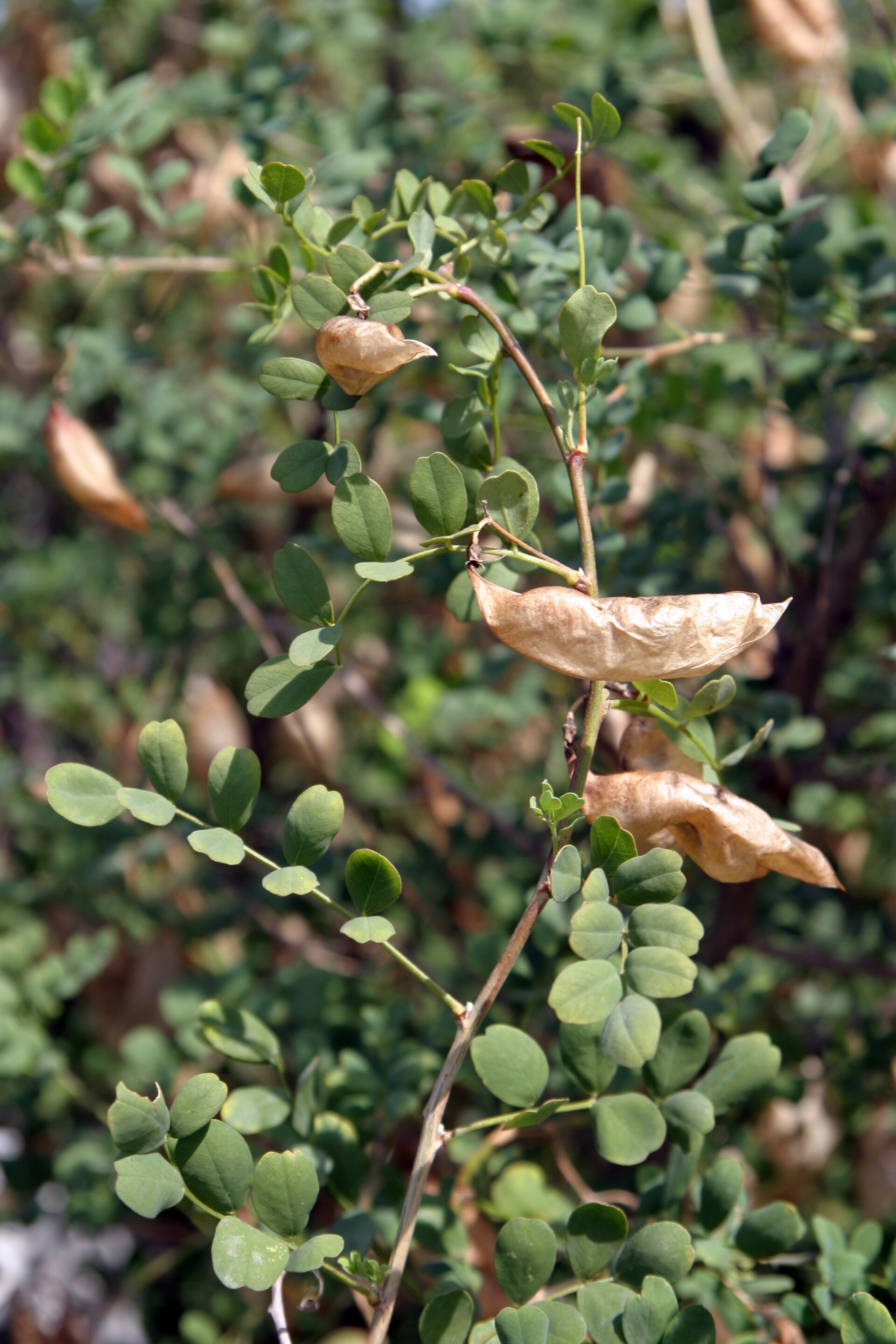 Vesicaria
