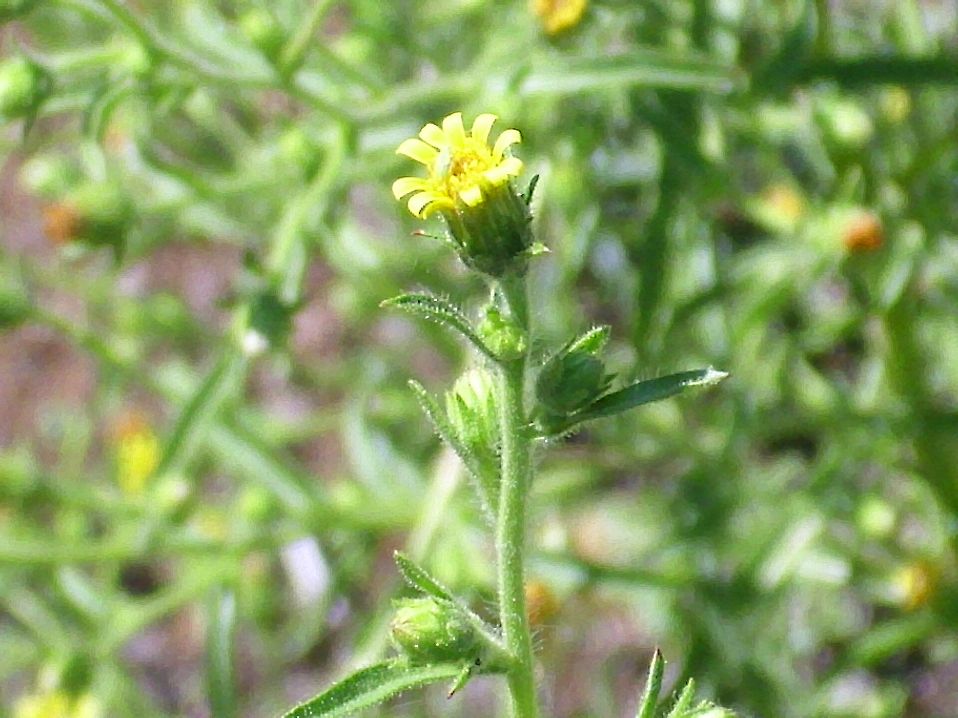 Enula cespita