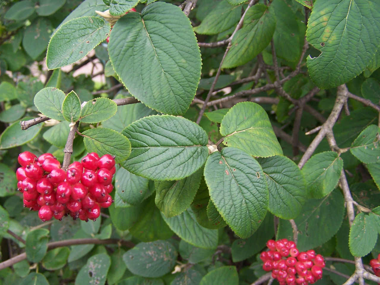 Viburno lantana