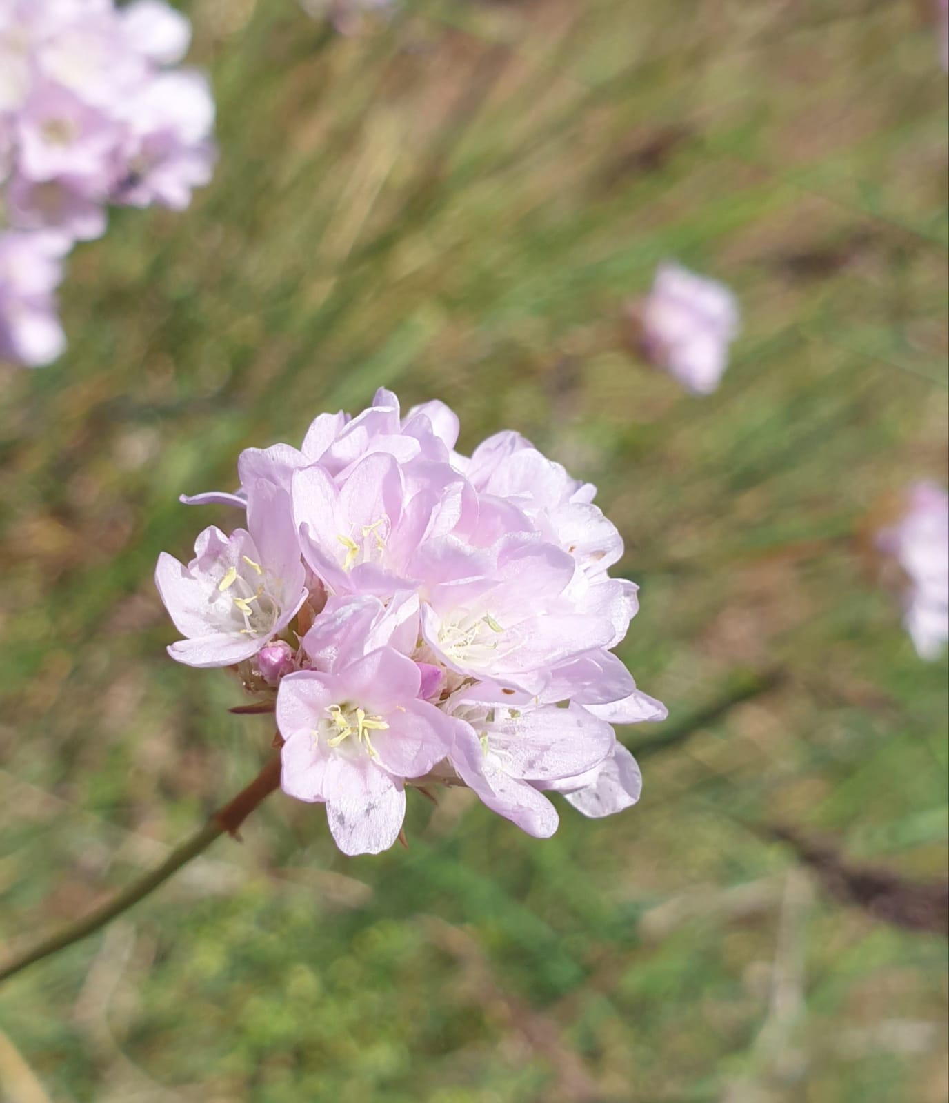 Armeria brutia