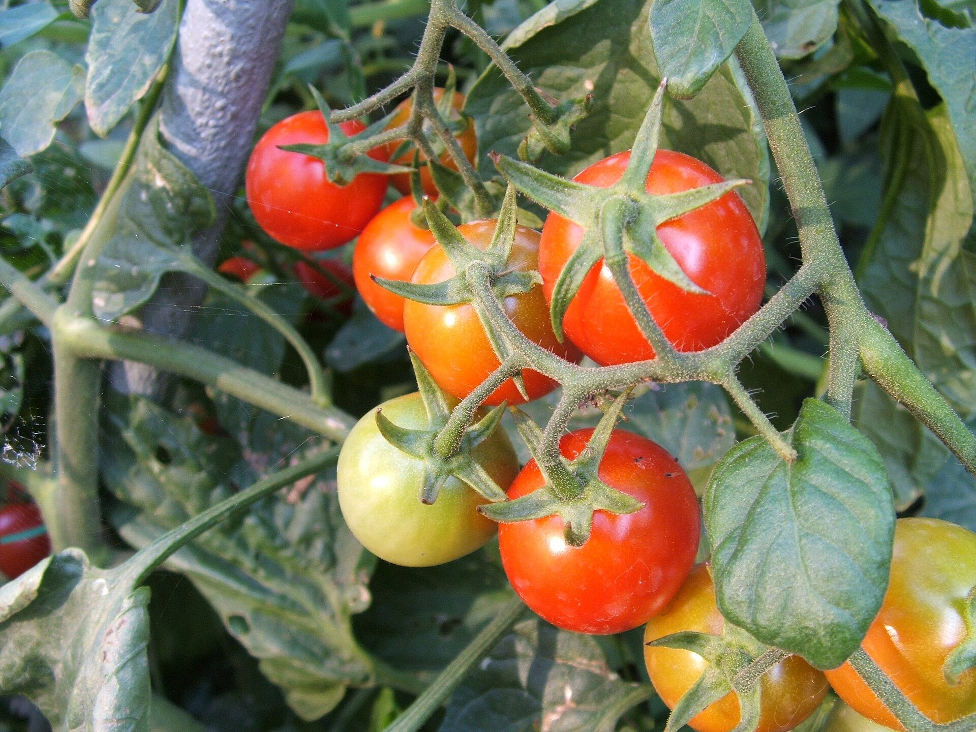 Solanum lycopersicum