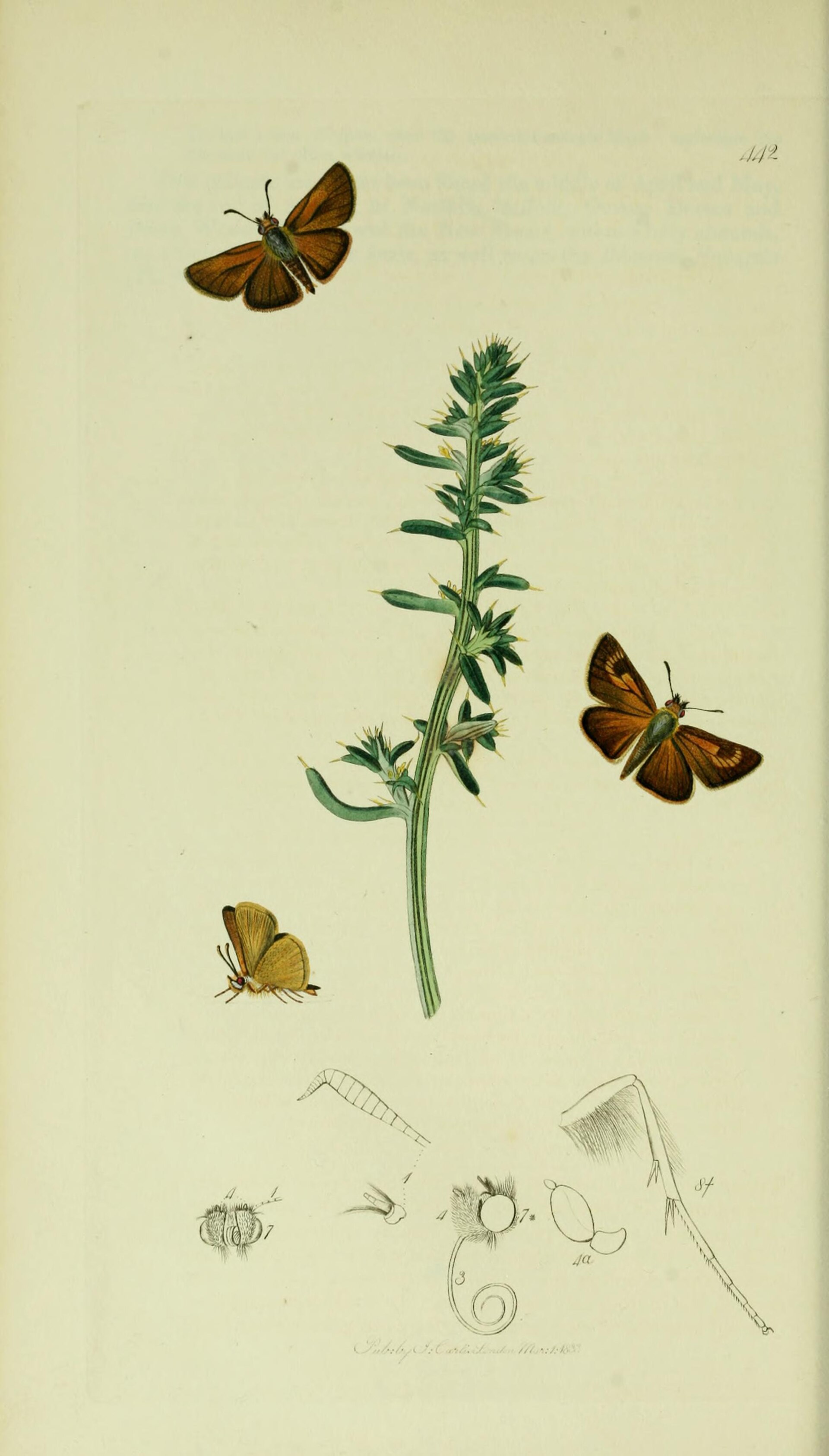 Thymelicus acteon