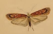 Depressaria olerella
