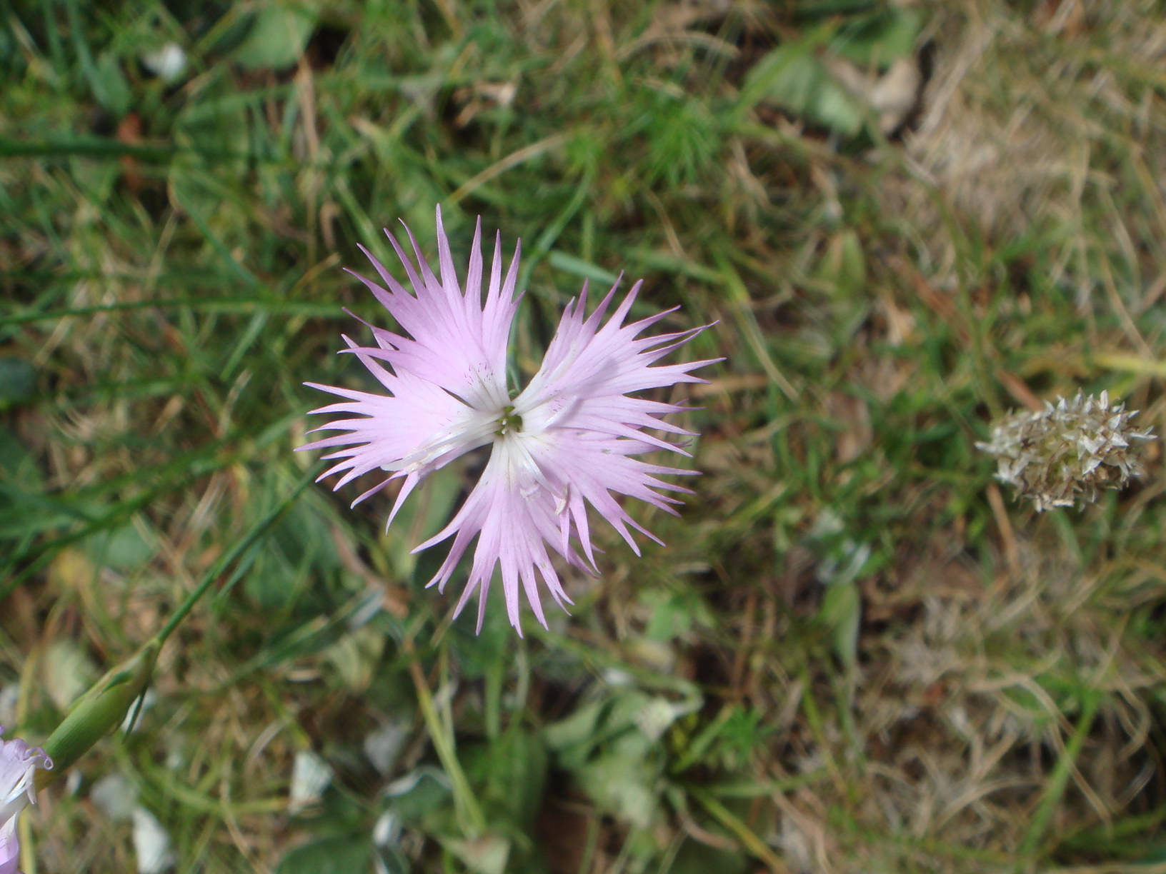Garofano di bosco
