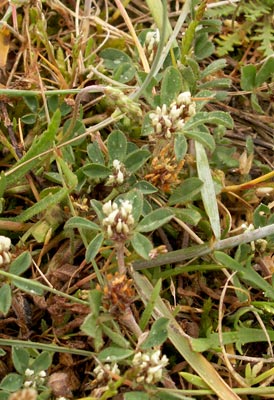 Trifoglio scabro