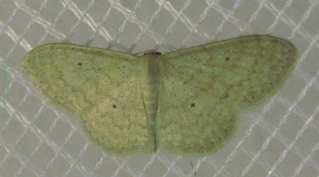 Scopula minorata