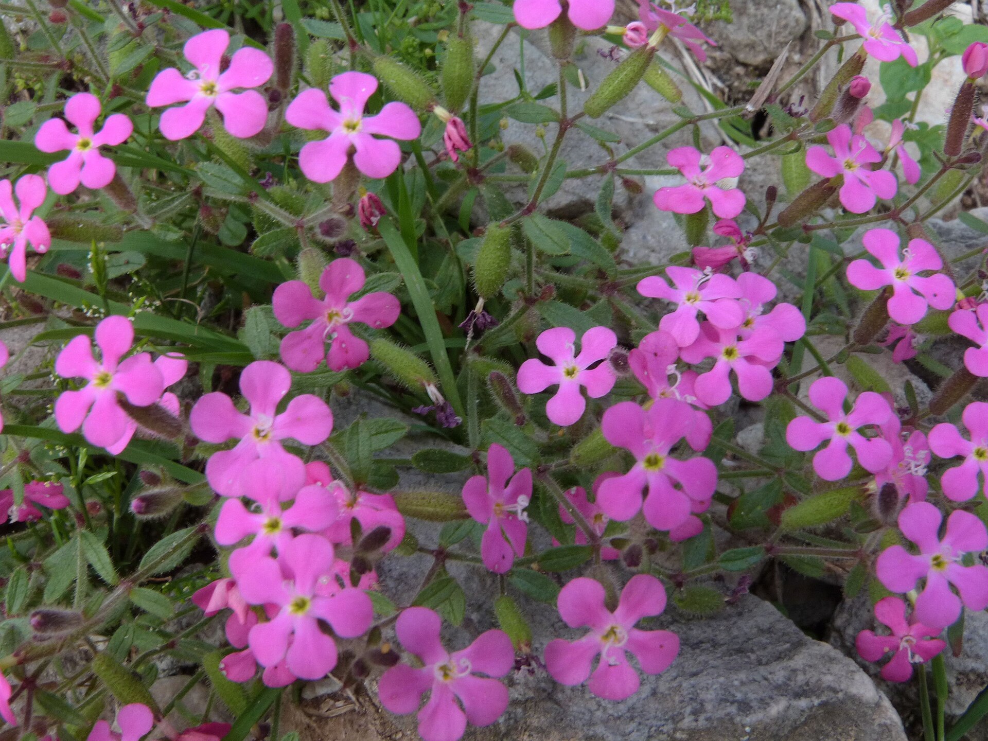 Saponaria calabrica