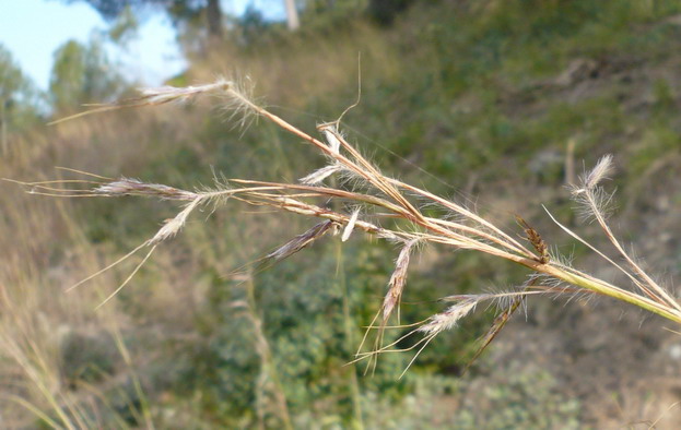 Barboncino mediterraneo