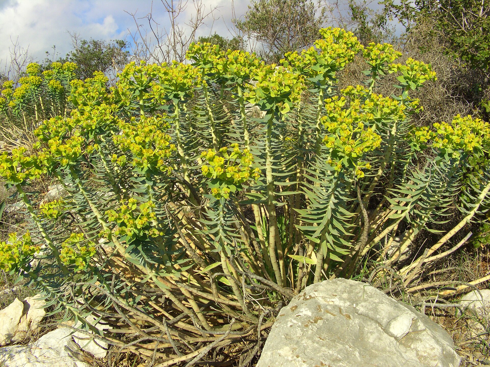Euphorbia rigida