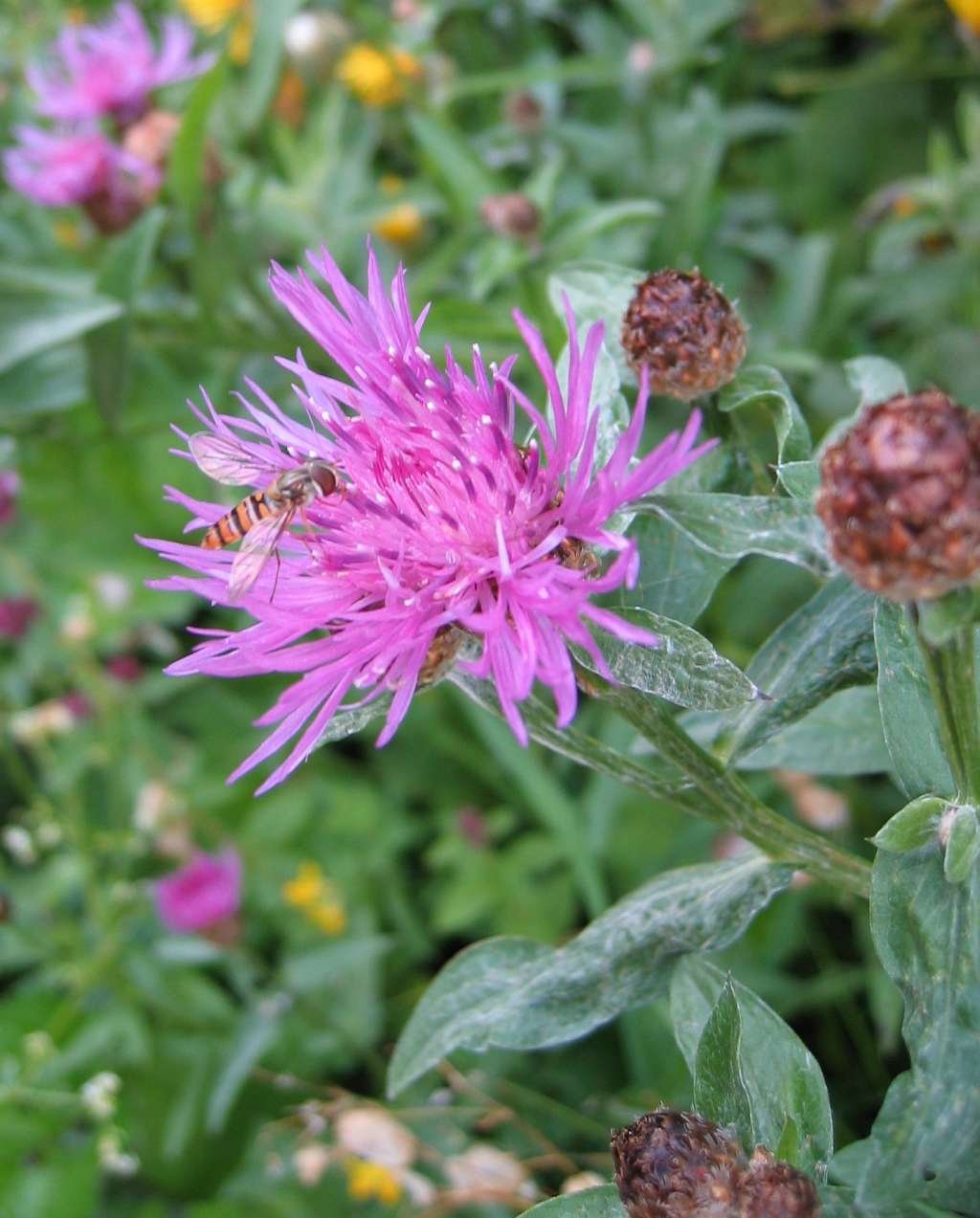 Fiordaliso stoppione