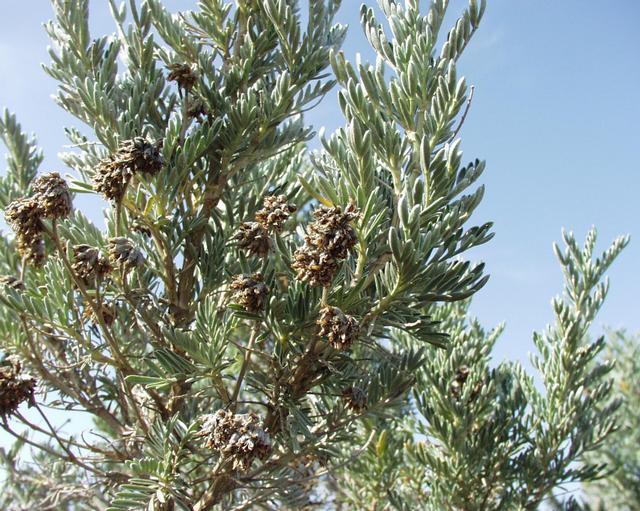Vulneraria barba-di-Giove