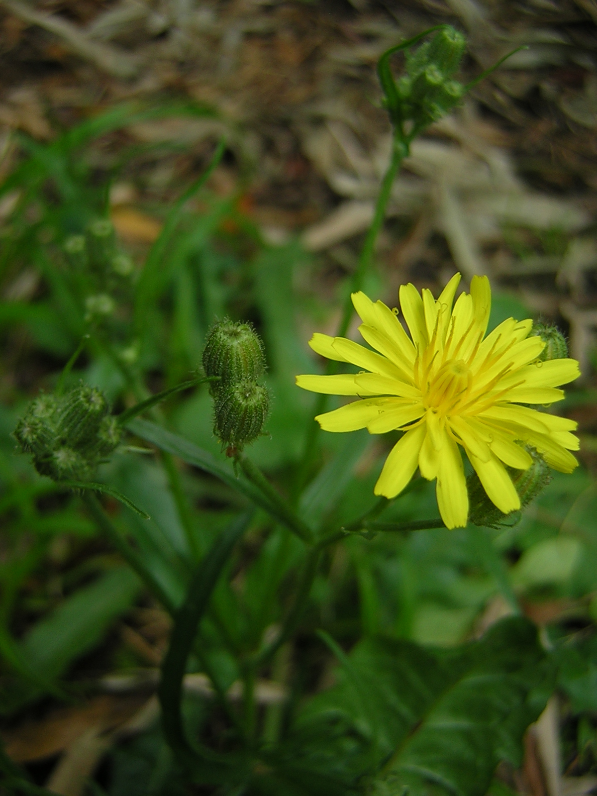 Radicchiella selvatica
