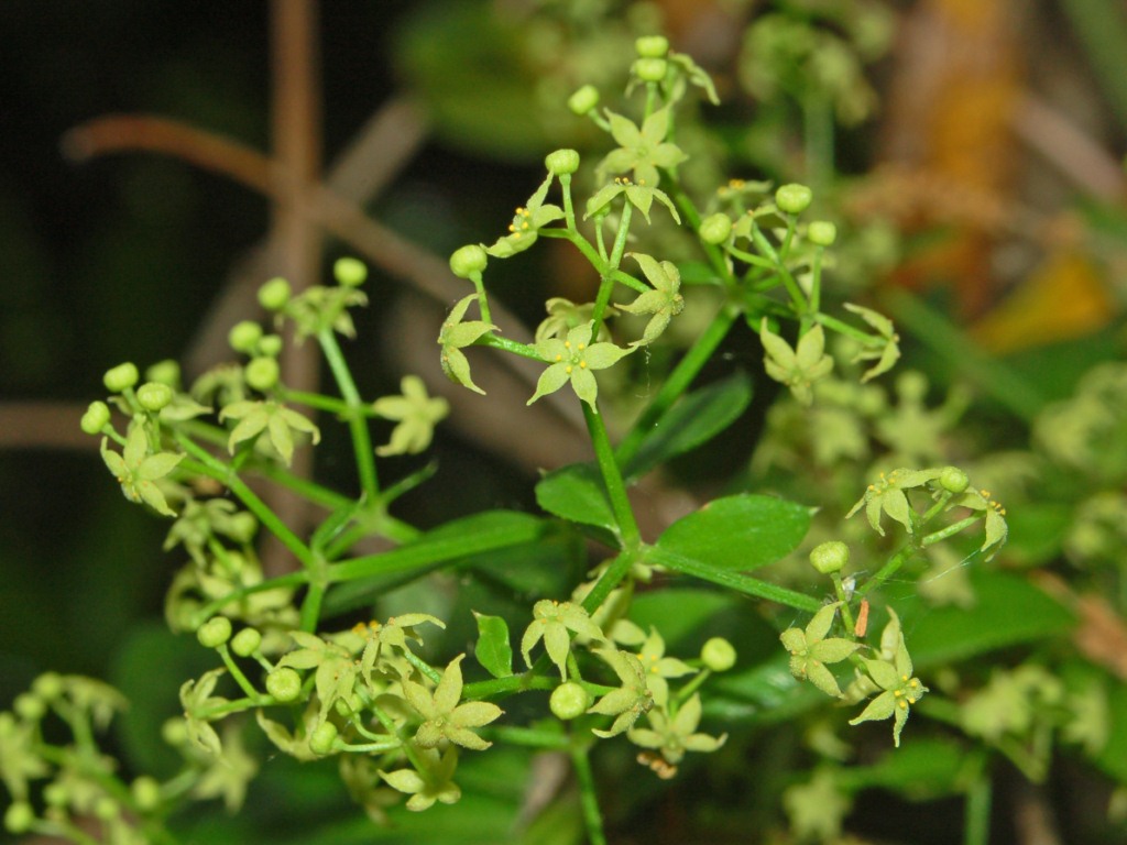 Robbia selvatica