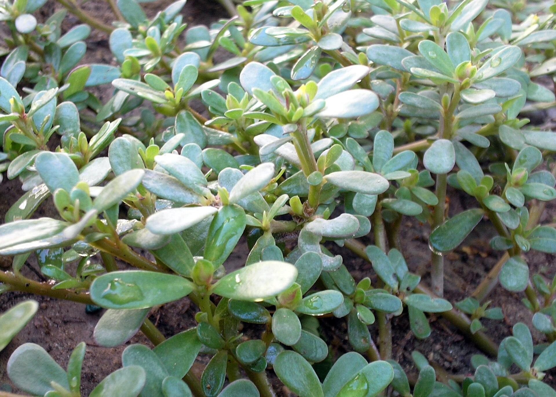 Porcellana comune