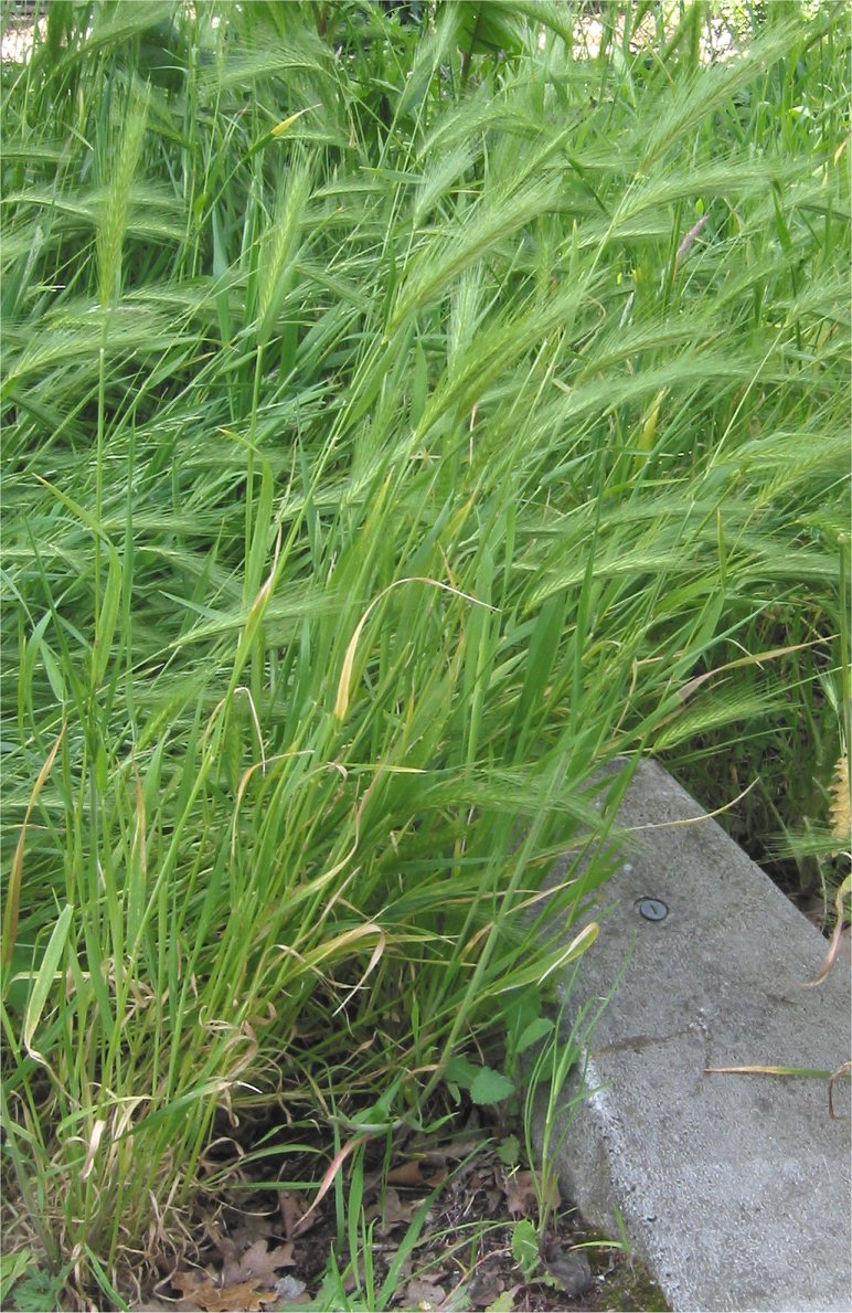 Orzo selvatico