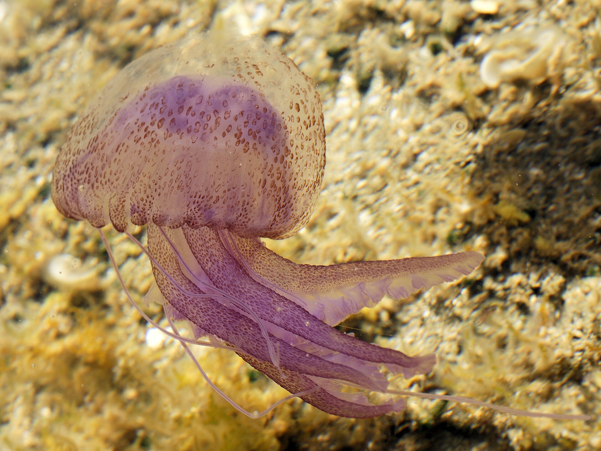 Medusa luminosa