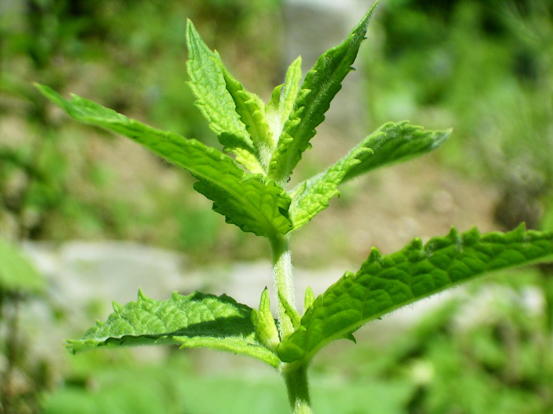Menta Romana