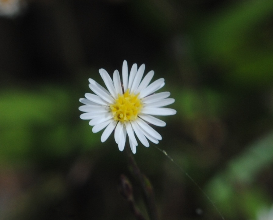 Astro annuale