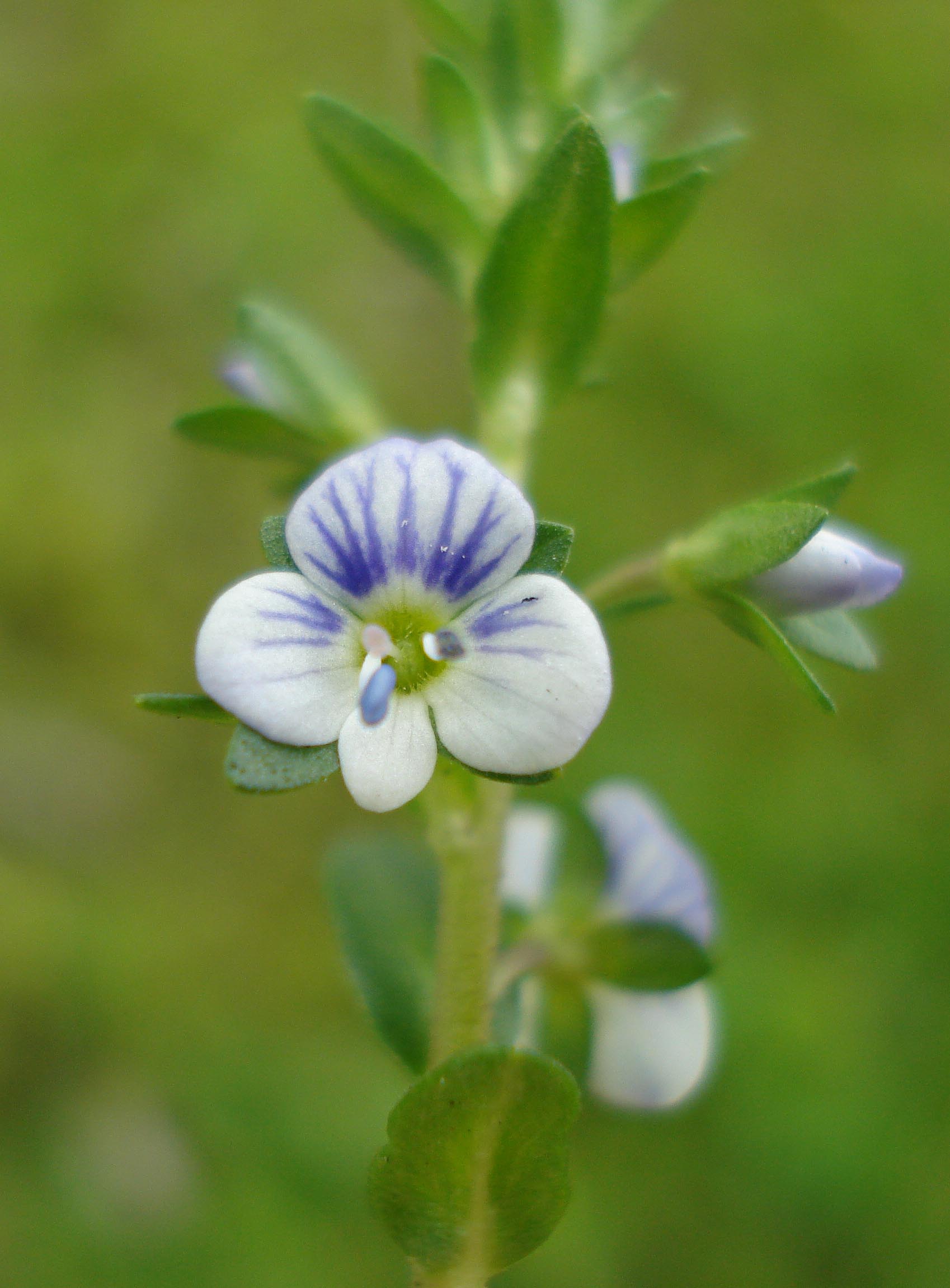 Veronica a foglie di serpillo