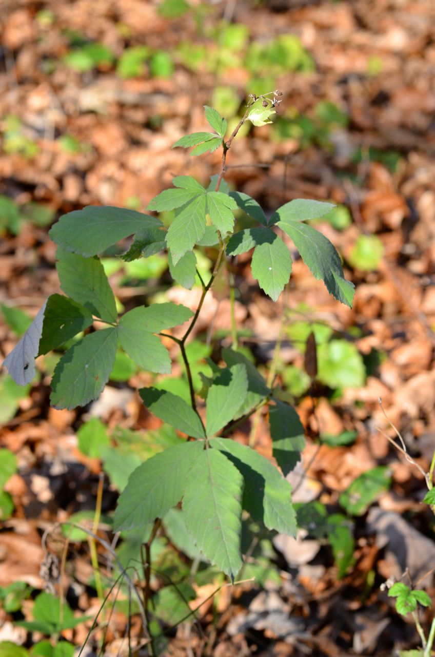 Rovo tomentoso