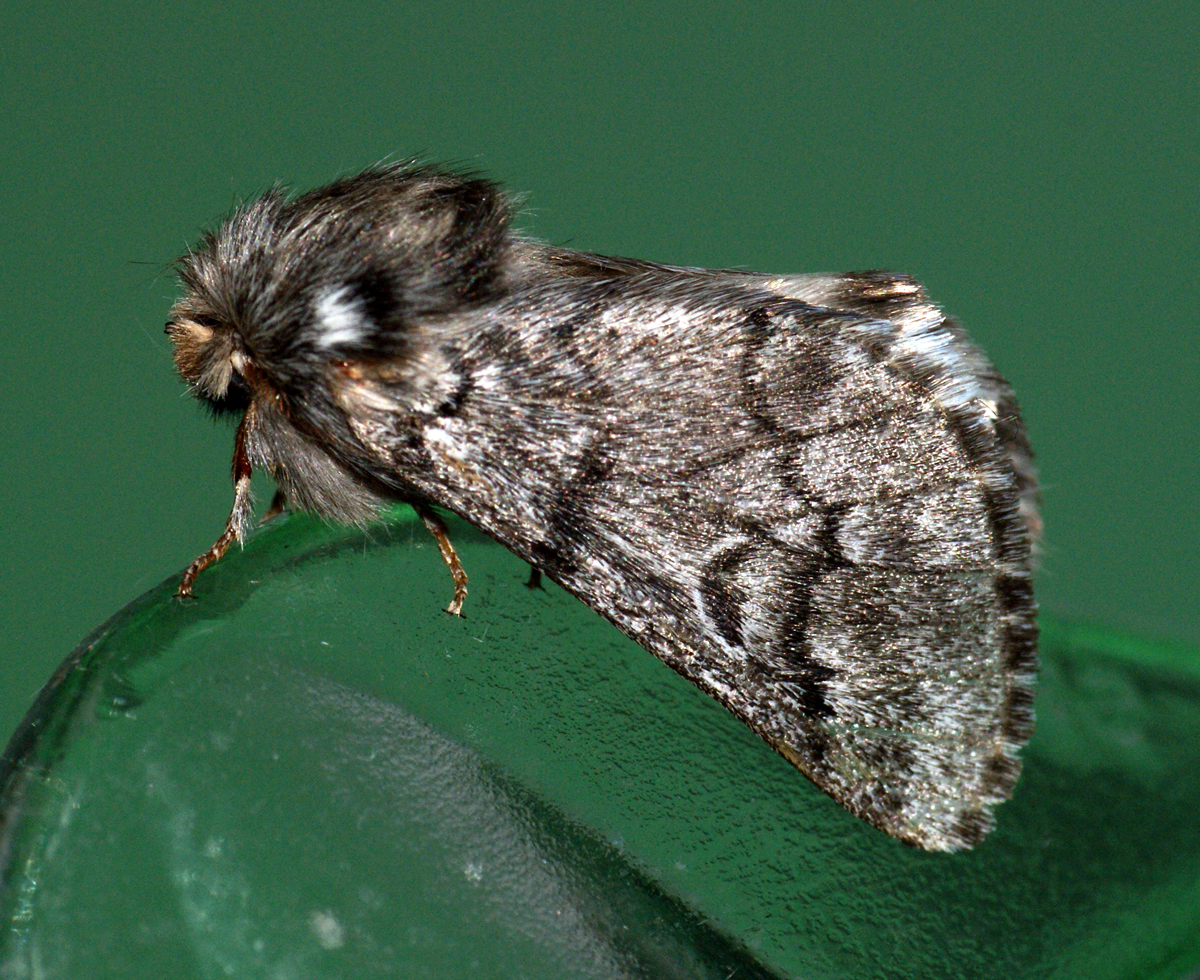Processionaria del pino