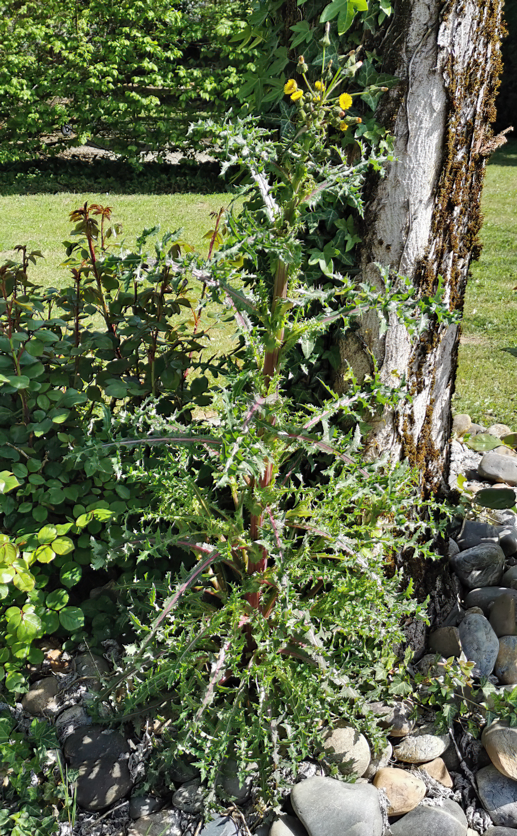 Grespino spinoso