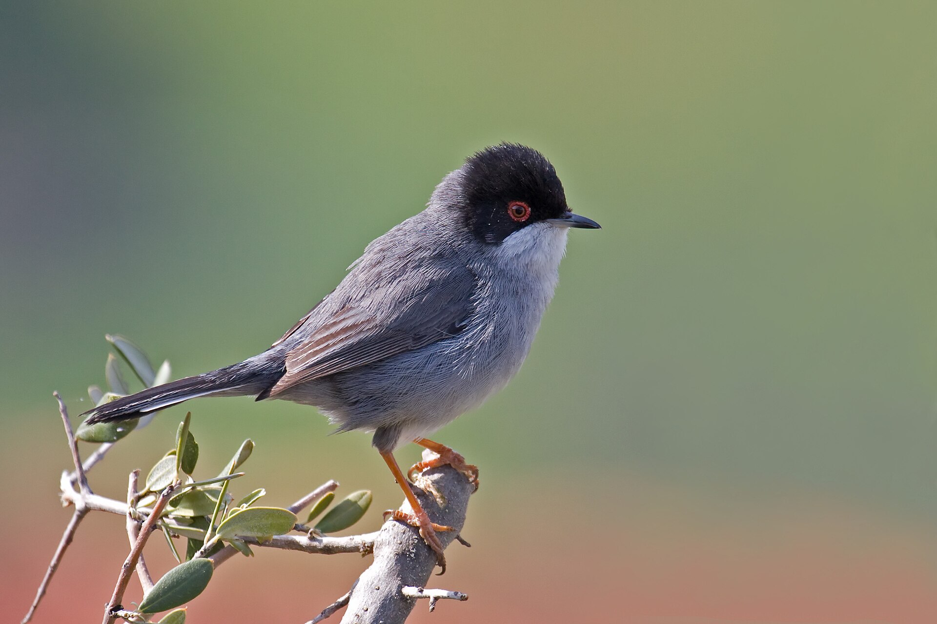 Curruca melanocephala